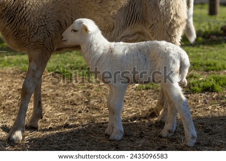 White Katahdin sheep lamb standing next to mom Royalty-Free Stock Photo #2435096583