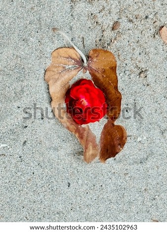 A lovely image beautiful leaf and the red rose on the sand 