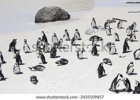 many Penguins in the in the Boulders Beach Nature Reserve. Cape Town, South Africa