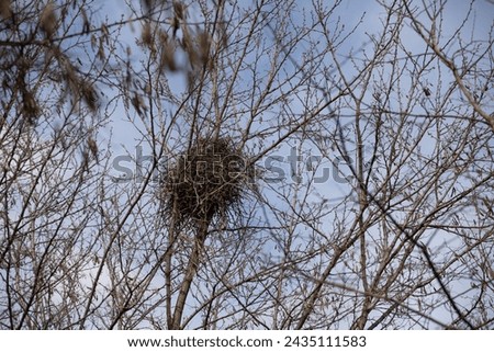 Bird nest up in the trees, crow nest in winter time Royalty-Free Stock Photo #2435111583