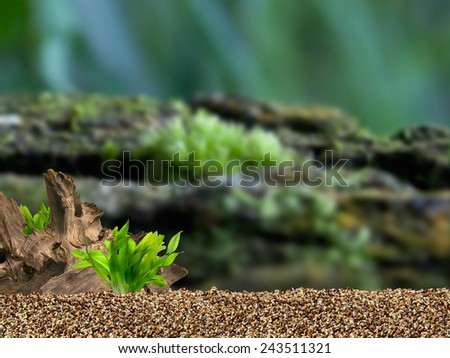 Aquarium background. Driftwood,plant and gravels.