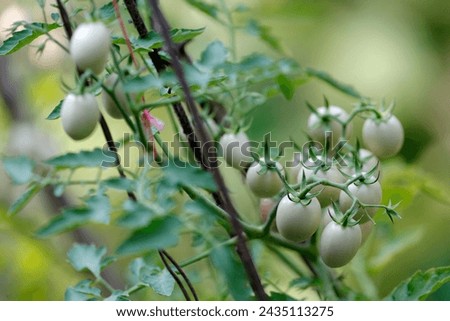 Tomato fruit are seen on that tree on March8, 2024. Royalty-Free Stock Photo #2435113275