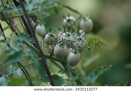 Tomato fruit are seen on that tree on March8, 2024. Royalty-Free Stock Photo #2435113277
