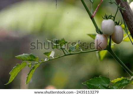 Tomato fruit are seen on that tree on March8, 2024. Royalty-Free Stock Photo #2435113279