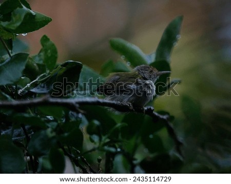 A wren bird is seen in the garden on March 8, 2024. Royalty-Free Stock Photo #2435114729