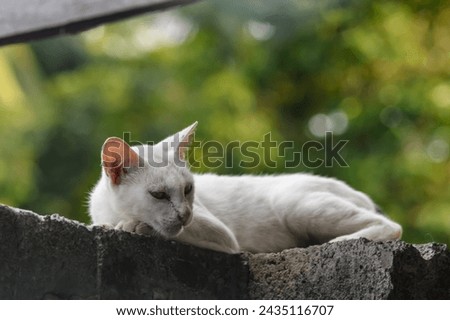 White cat is sleeping on a brick. Cute cat.