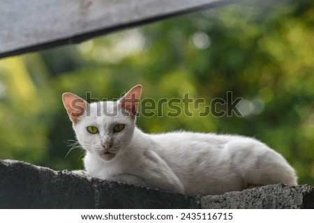 White cat looking at the camera. Beautiful yellow eyeballs. Cute cat.