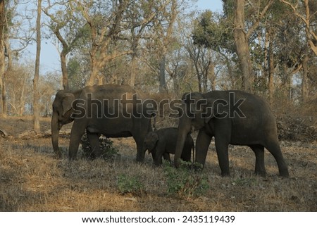Wild Asian elephant mother and baby, mudumalai tiger Reserve forest India