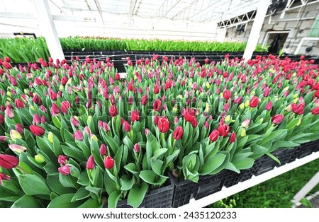 red unopened tulips in a greenhouse against the background of agro-industrial equipment. Spring Festival