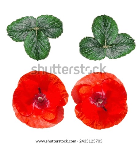 A Red poppy and leaf