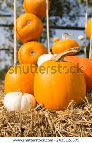 Pumpkin harvest season on the farm,Pile pumpkin in the organic farm.