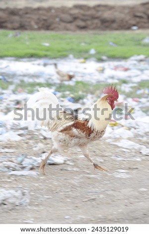 Bird rooster running for food. Rooster with red crest, white fluffy feathers, Light beak of cock. Beautiful long-tailed chicken, hen Bird cock
