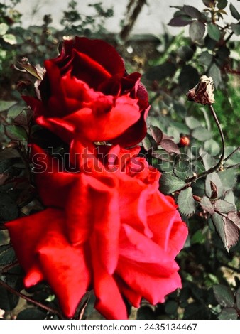Wild Roses picture dark themed beautiful blooms