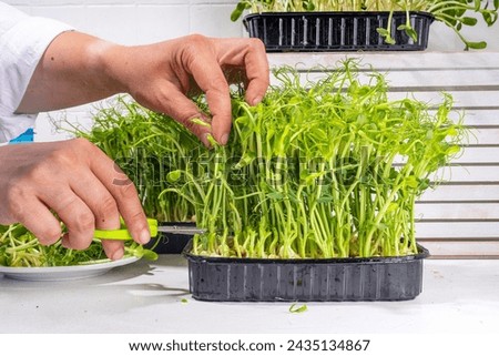 Women cut fresh grown microgreens, on kitchen white table corner. Home grown healthy superfood microgreens. Microgreen Baby leavessprouts in plastic trays, Urban home microgreen farm. Royalty-Free Stock Photo #2435134867