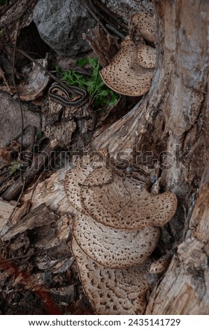 A Garden Snake coiled up on a rock beside a stump with some dryad's saddle (Pheasant back) mushroom growing on it Royalty-Free Stock Photo #2435141729