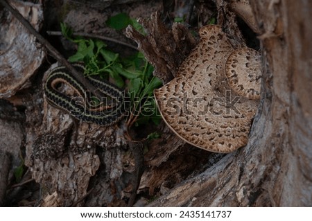 A Garden Snake coiled up on a rock beside a stump with some dryad's saddle (Pheasant back) mushroom growing on it Royalty-Free Stock Photo #2435141737