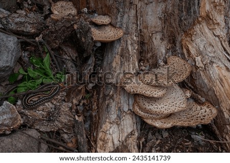 A Garden Snake coiled up on a rock beside a stump with some dryad's saddle (Pheasant back) mushroom growing on it Royalty-Free Stock Photo #2435141739