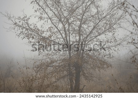 foggy morning in the autumn forest, dense fog in the autumn forest, early morning in the forest, The road in the autumn forest in the fog
