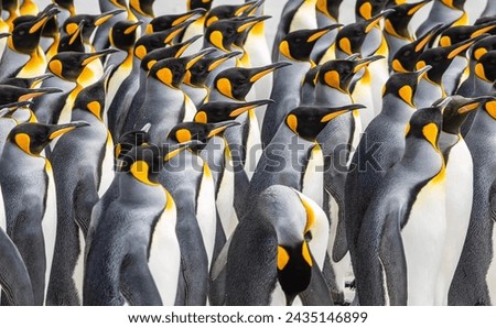 King Penguin at Volunteer Point, Falkland Island Royalty-Free Stock Photo #2435146899