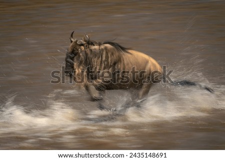 Slow pan of blue wildebeest creating spray