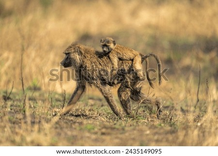 Olive baboon walks carrying baby on back