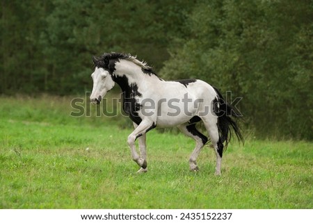 Beautiful overo paint horse running in the field in summer Royalty-Free Stock Photo #2435152237