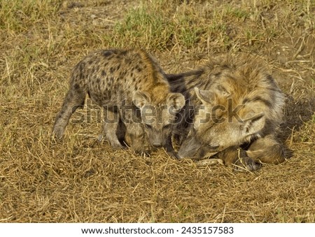 Hyena mother and cub in Ol Kinyei Conservancy, Masai Mara.