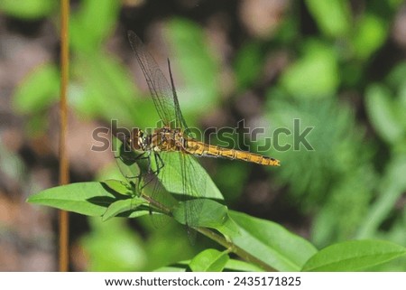 Vagrant emperor female, scientific name hemianax aphippier, taken in Valais, CH. Royalty-Free Stock Photo #2435171825