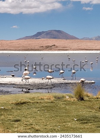 Laguna Coloradas in Bolívia with this perfect view, Flamingos are fantastic! 