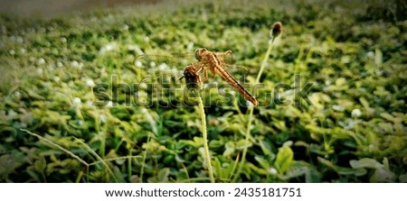dragonflies that settle on flowers in the morning
