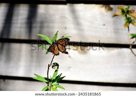 A wildife photograph of a Danaus plexippus, or Monarch Butterfly taken at the Peghorn Park and Nature trails in Saint Cloud, Florida on December27, 2023. 