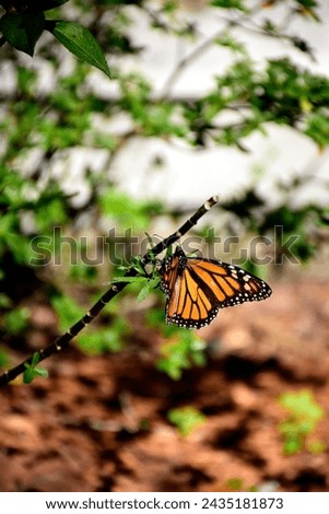 A wildife photograph of a Danaus plexippus, or Monarch Butterfly taken at the Peghorn Park and Nature trails in Saint Cloud, Florida on December27, 2023. 