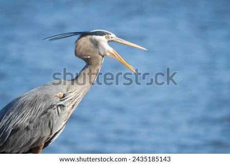 Close up photo of Great Blue Heron with an open mouth with water in the background