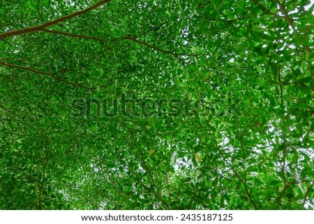 Abstract background of green twigs and leaves