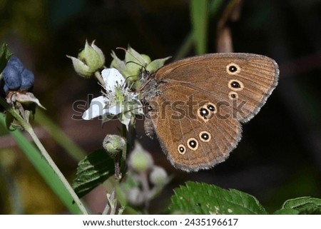 Ringlet butterfly, scientific name aphantopus hyperantus, taken in Valais, CH. Royalty-Free Stock Photo #2435196617