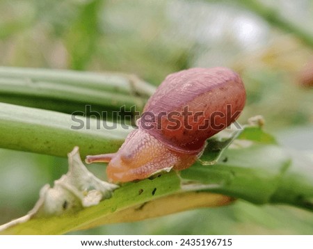 macro photography of small animals perched on plants