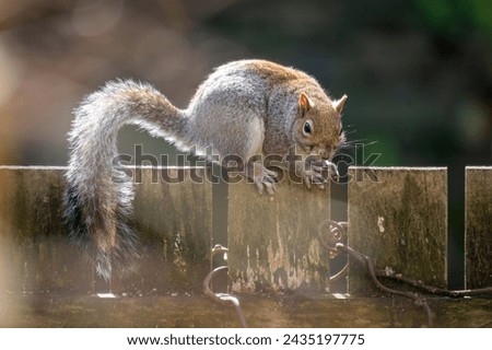 squirrel on the garden fence 