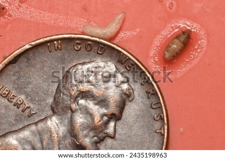 Humpback fly (also known as scuttle, sewer, or coffin flies) pupae and larva. These tiny flies (family: Phoridae) feast on organic material found in  sewers and even on human corpses in funeral homes. Royalty-Free Stock Photo #2435198963