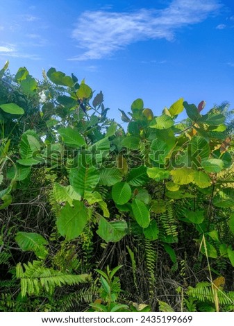 Simpur (Dillenia indica) is a non-timber forest product commodity whose wood is included in the minor commercial wood category.  The tree has a large stature with a tree height that can reach 50 m. Royalty-Free Stock Photo #2435199669