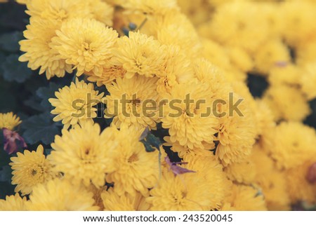 Beautiful yellow flower with japan picture stype