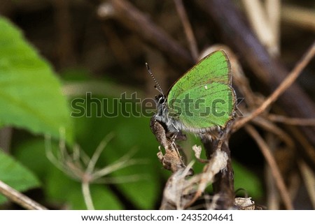 Closeup of a small Green hairstreak butterfly resting on some plant parts on a late spring day in Estonia, Northern Europe Royalty-Free Stock Photo #2435204641