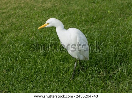 The western cattle egret (Bubulcus ibis) is a species of heron (family Ardeidae) found in the tropics. Fauna of the Sinai Peninsula. Royalty-Free Stock Photo #2435204743