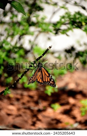 A Wildlife Photograph of a Danaus plexippus, or Monarch Butterfly taken at the Peghorn Park and Nature Trails   in Saint Cloud, Florida on December 27,2023. 