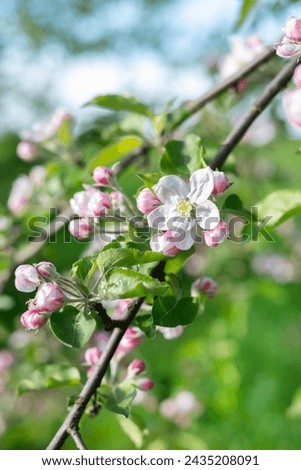 Apple tree flowers on a blurred background of spring greenery and sky.Spring background.