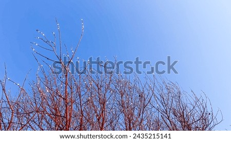 Bright red twigs with willow pussy buds against blue sky. Willow branches in bloom. Spring wallpaper with copy space. Sunny day outdoors. Film grain texture. Soft focus. Blur