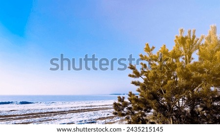 Sunny day on winter seaside. Spring wallpaper with copy space. Frozen sea and sand beach with melting snow. March. Fir tree on shore. Film grain texture. Soft focus. Blur