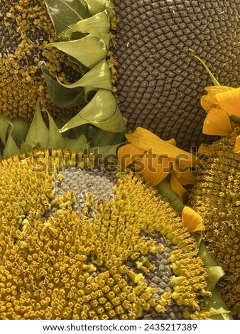 Blooming sunflowers in the field .Closeup of seeds Agriculture stock image - Sunflower field