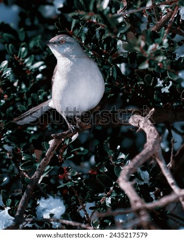 A Northern Mockingbird, the state bird of Texas, perched elegantly on a tree branch. Its feathers glisten under the Lubbock sun, embodying the spirit of the Lone Star State.