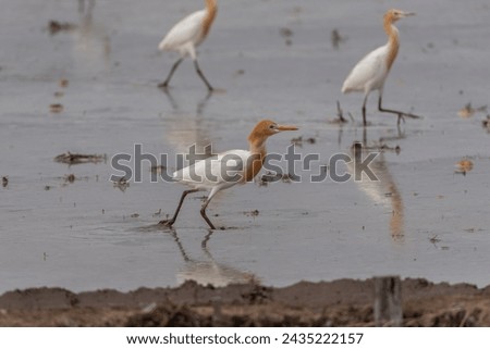 Cattle egrets stay in the fields for food, rest and fly