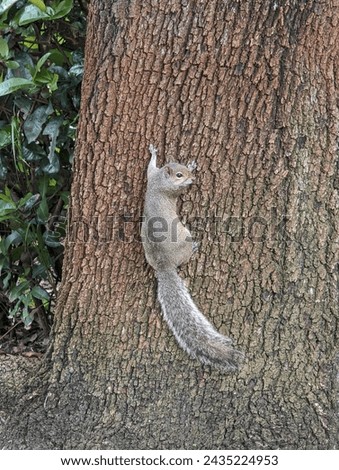 Squirrel hanging on a tree.